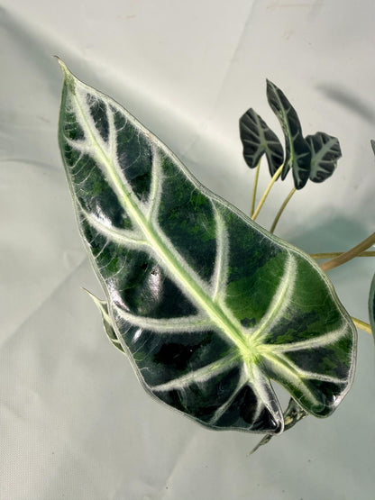 Alocasia Bambino Variegata Aurea