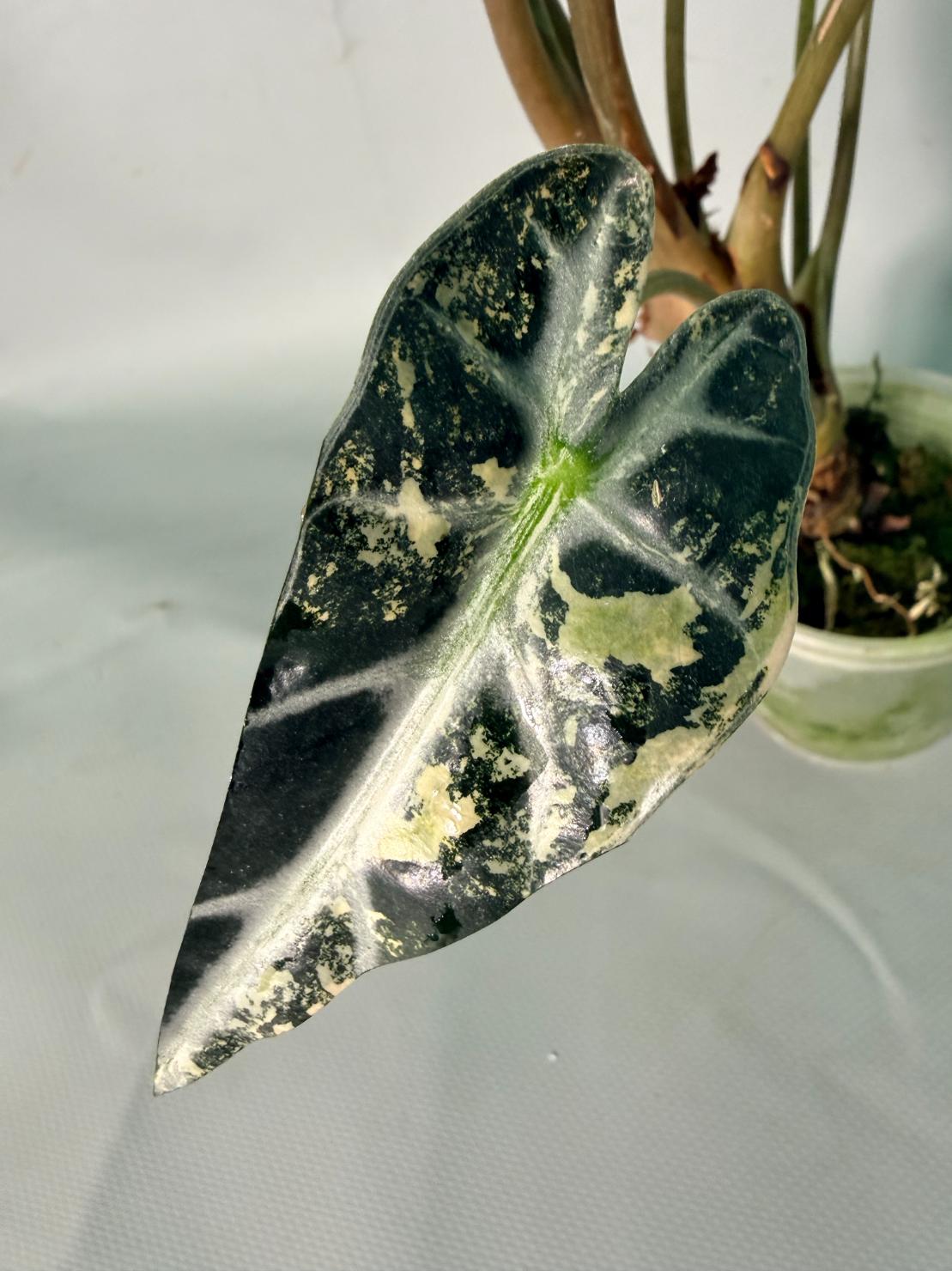 Alocasia Bambino Variegata Aurea