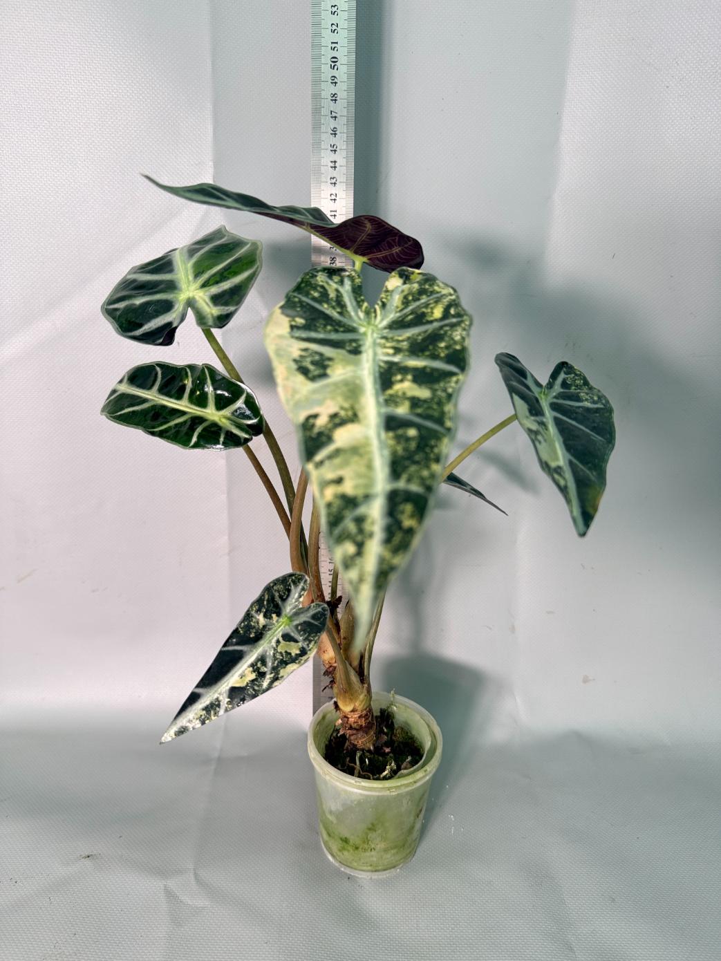 Alocasia Bambino Variegata Aurea