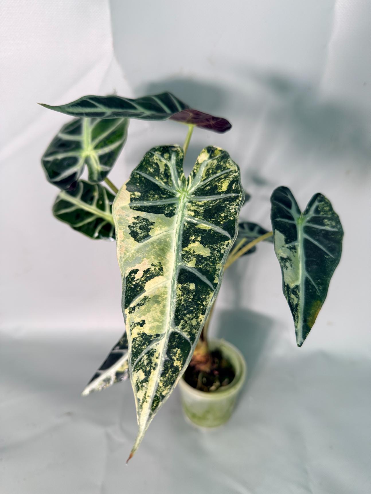 Alocasia Bambino Variegata Aurea
