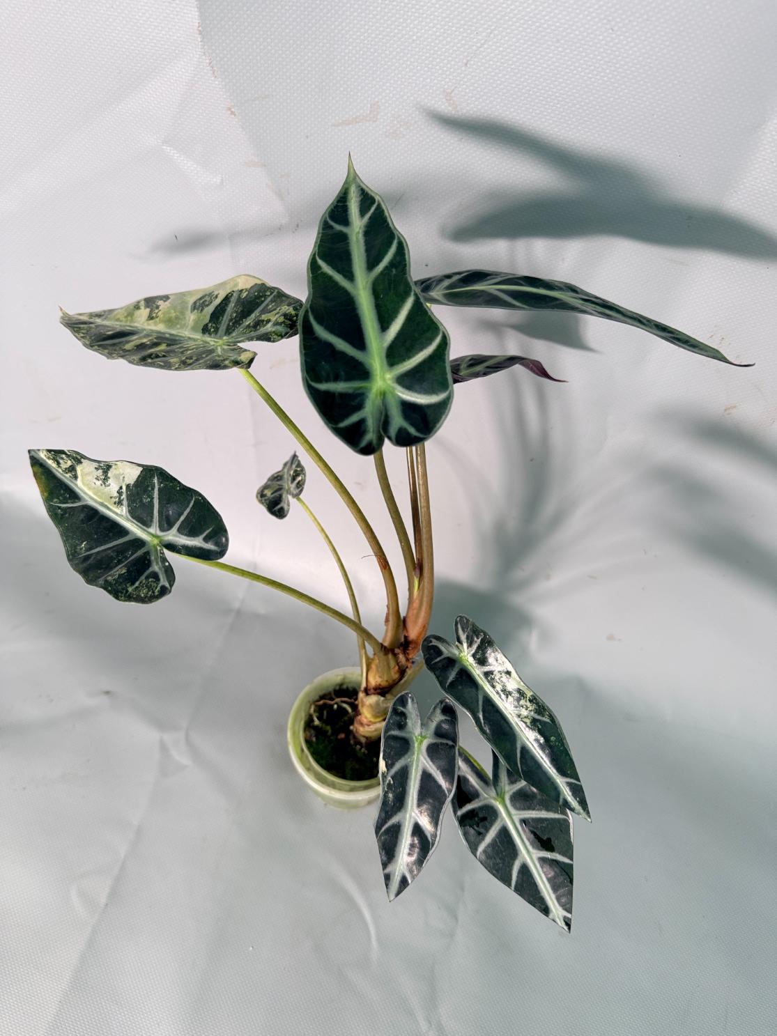 Alocasia Bambino Variegata Aurea