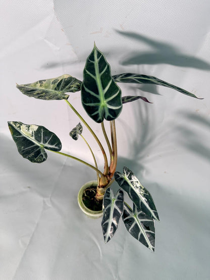 Alocasia Bambino Variegata Aurea