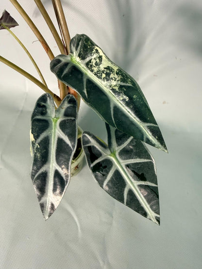 Alocasia Bambino Variegata Aurea