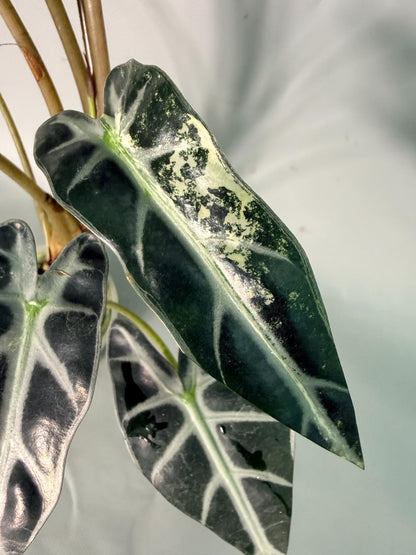 Alocasia Bambino Variegata Aurea