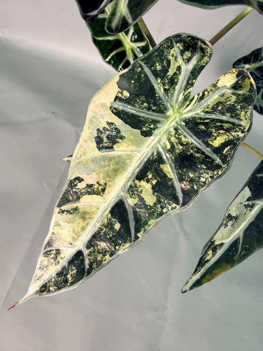 Alocasia Bambino Variegata Aurea