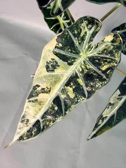 Alocasia Bambino Variegata Aurea