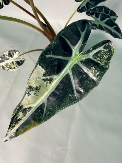 Alocasia Bambino Variegata Aurea