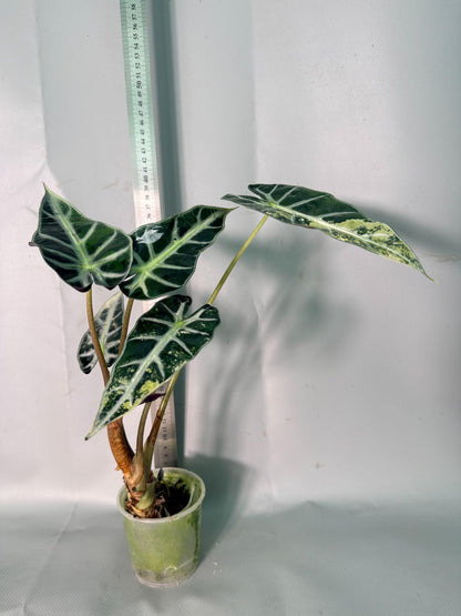 Alocasia Bambino Variegata Aurea