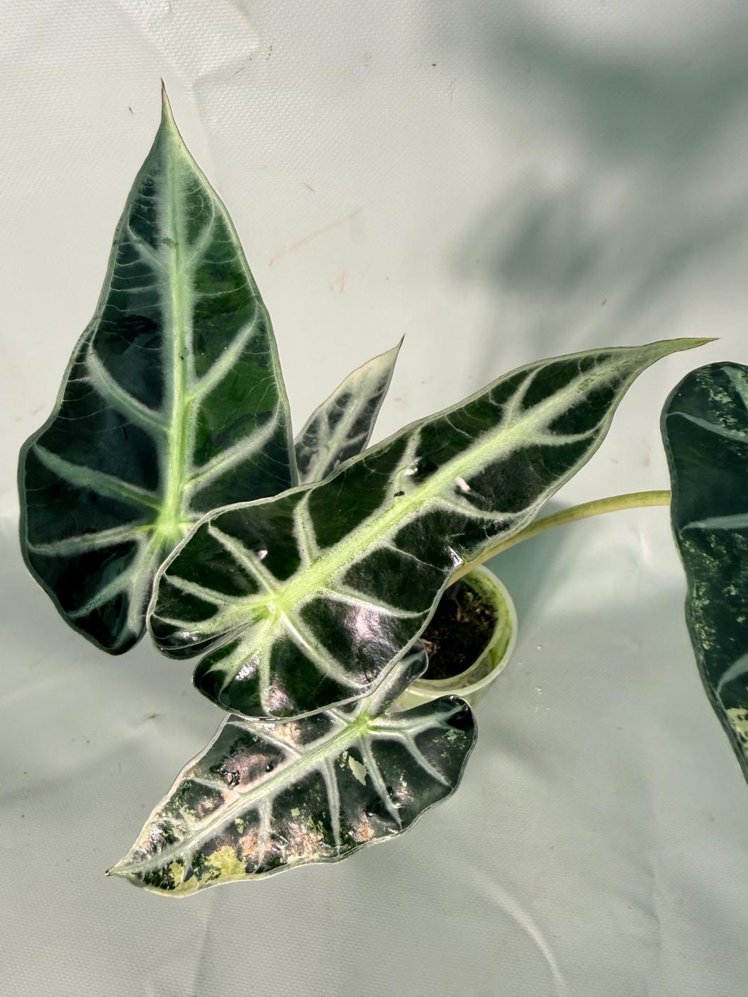 Alocasia Bambino Variegata Aurea