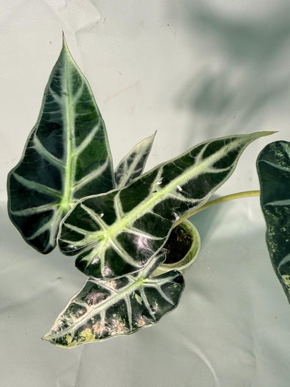 Alocasia Bambino Variegata Aurea