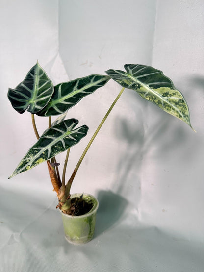 Alocasia Bambino Variegata Aurea