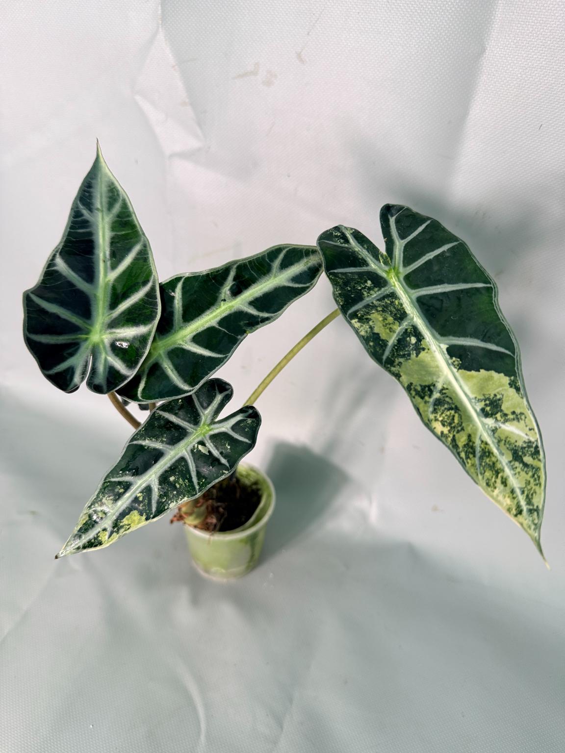 Alocasia Bambino Variegata Aurea