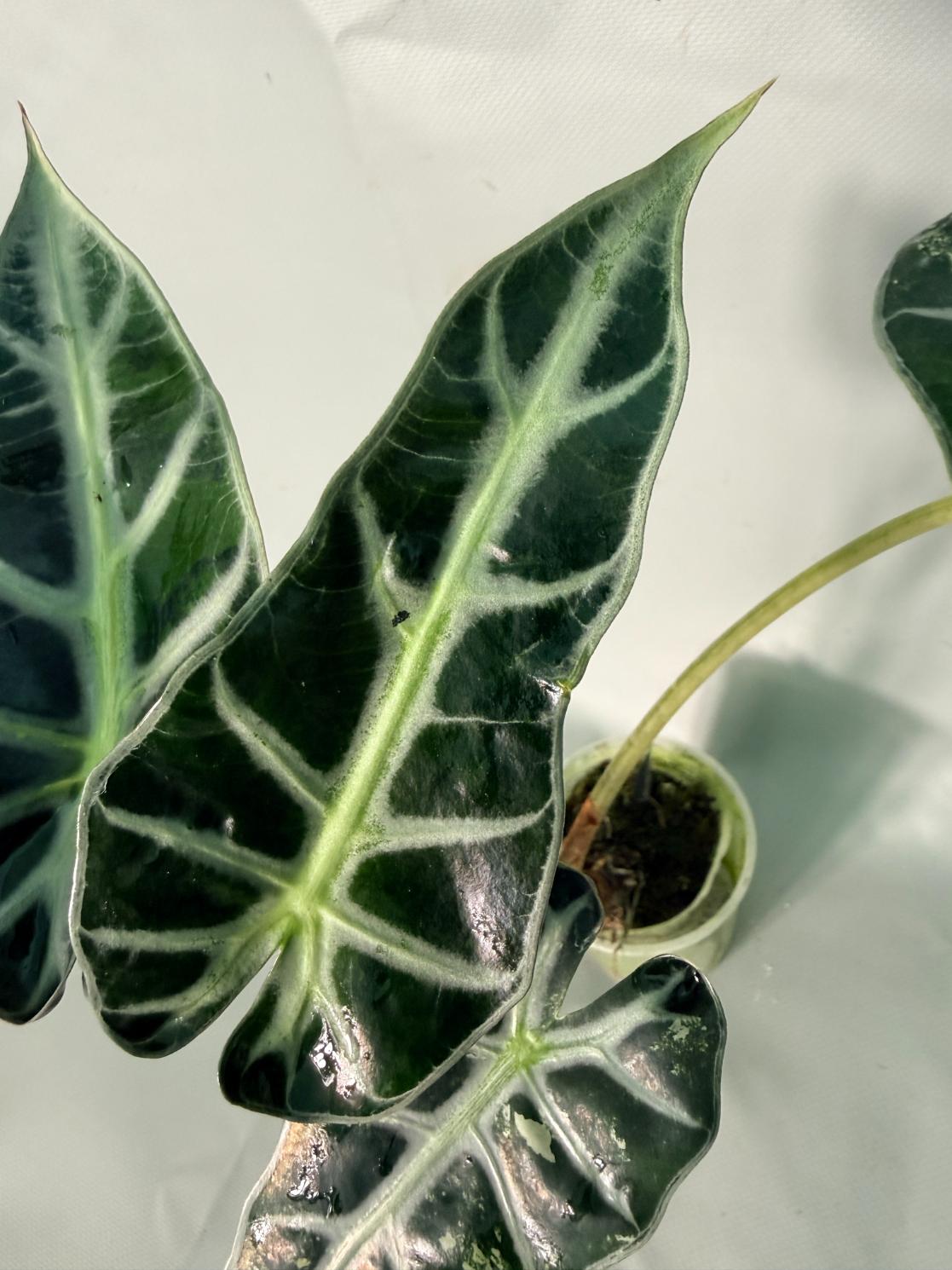 Alocasia Bambino Variegata Aurea