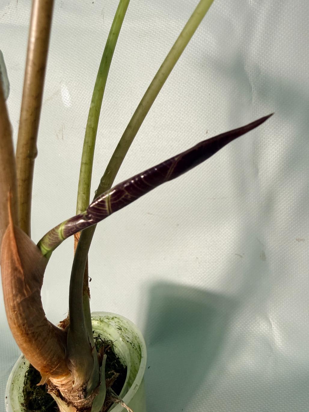 Alocasia Bambino Variegata Aurea