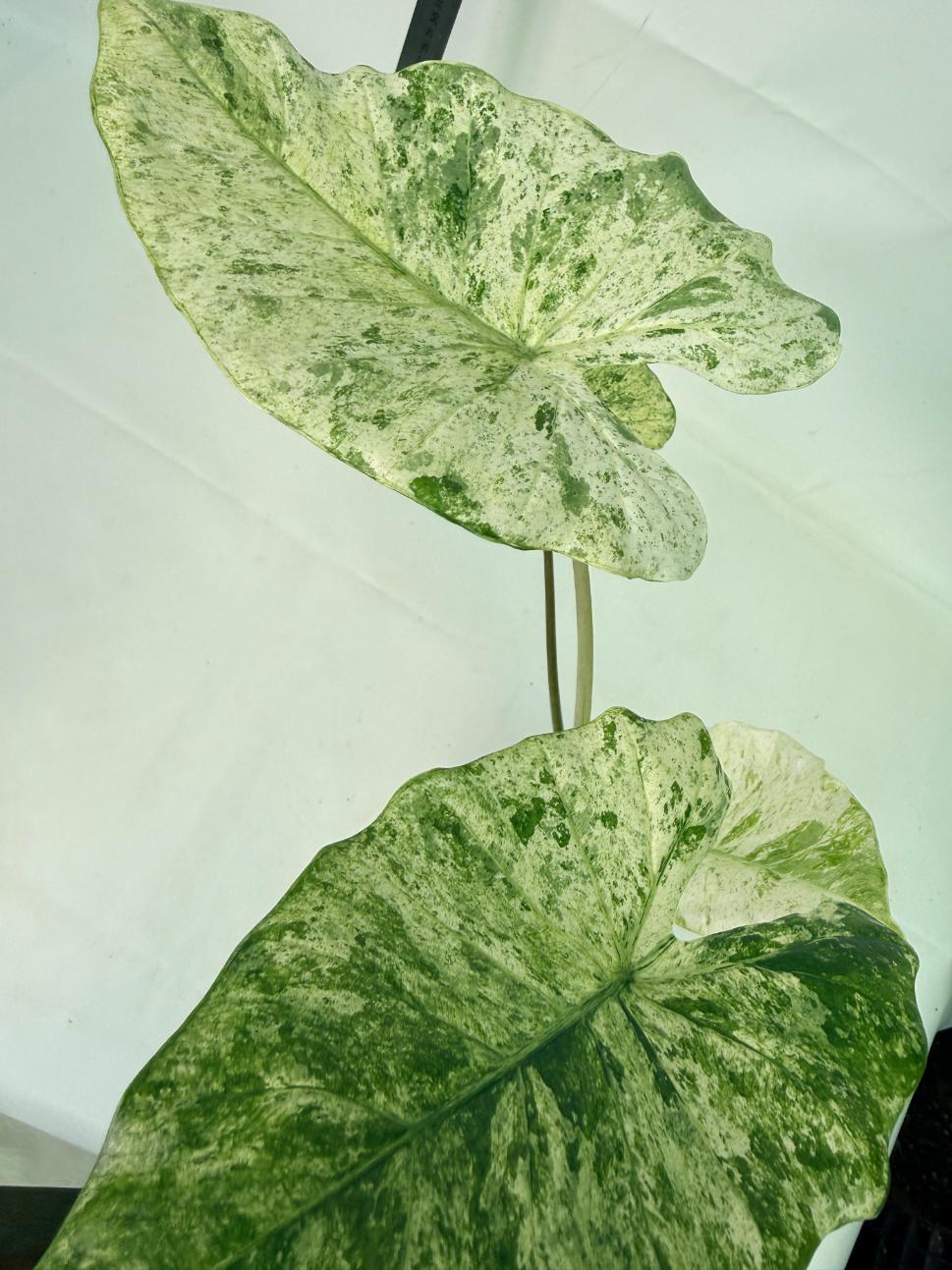 Alocasia Macrorrhiza Variegata