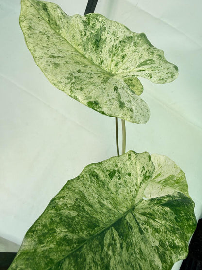 Alocasia Macrorrhiza Variegata