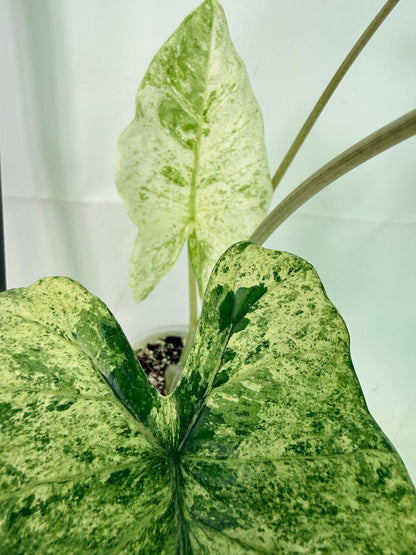 Alocasia Macrorrhiza Variegata