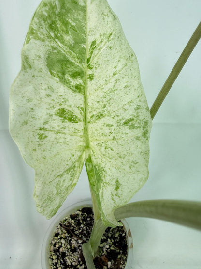 Alocasia Macrorrhiza Variegata
