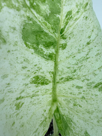 Alocasia Macrorrhiza Variegata