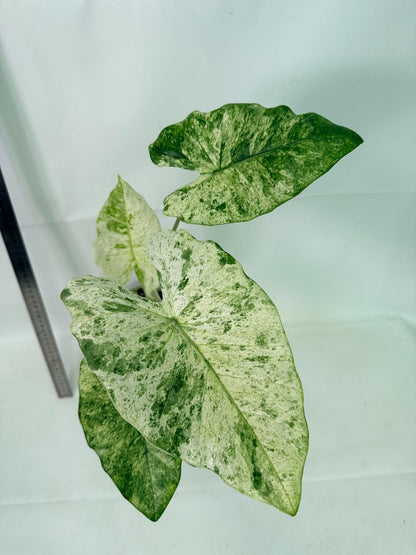 Alocasia Macrorrhiza Variegata