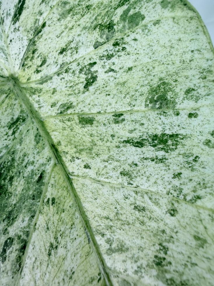 Alocasia Macrorrhiza Variegata
