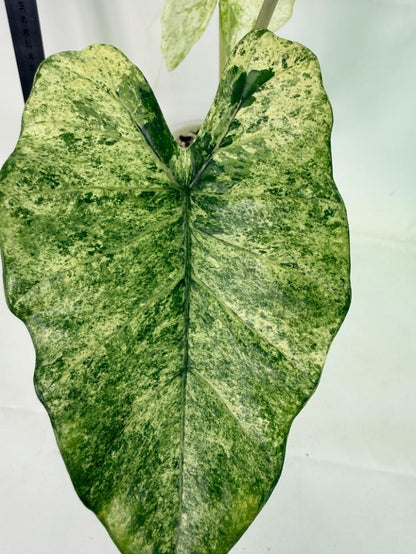 Alocasia Macrorrhiza Variegata