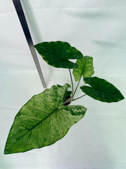 Alocasia Macrorrhiza Variegata