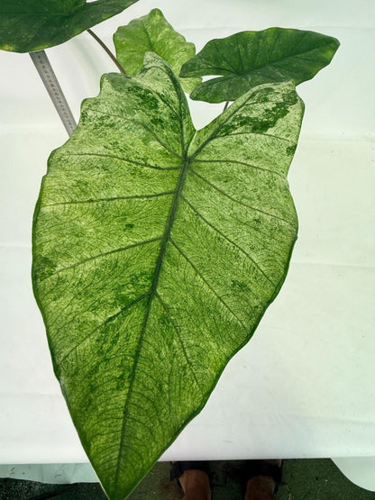 Alocasia Macrorrhiza Variegata