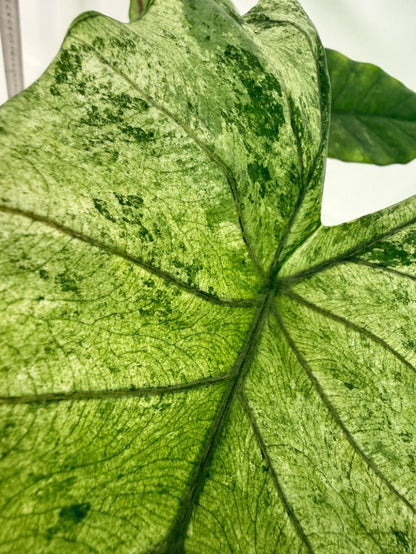Alocasia Macrorrhiza Variegata