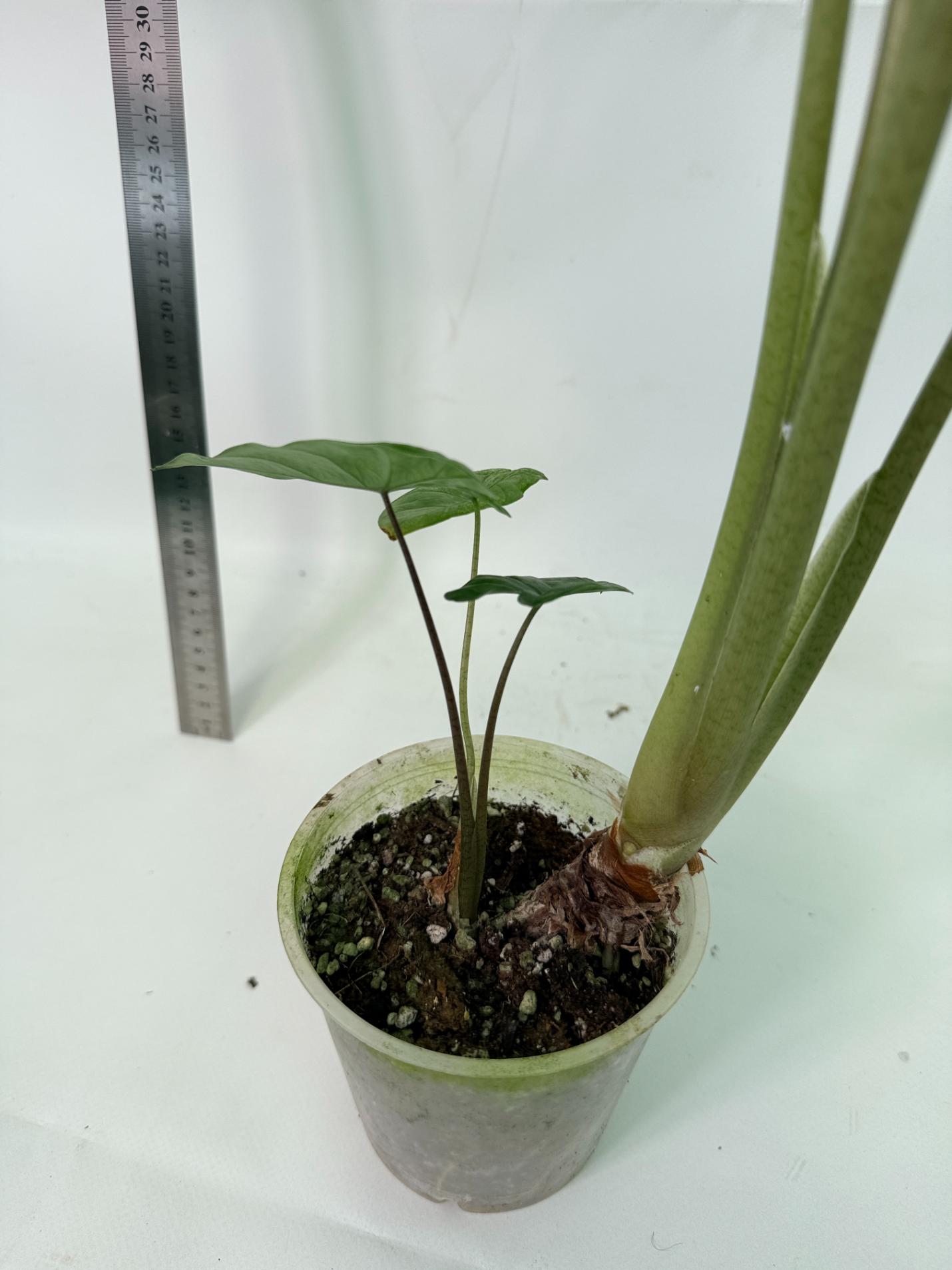 Alocasia Macrorrhiza Variegata