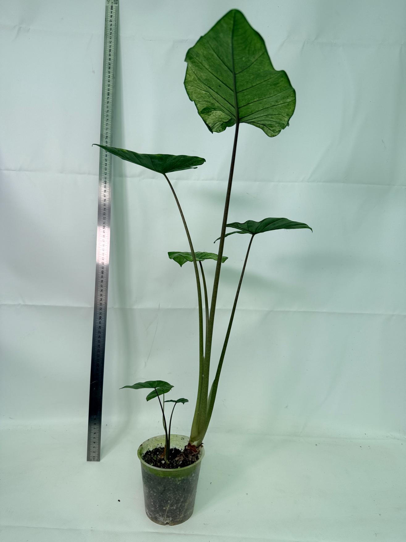 Alocasia Macrorrhiza Variegata