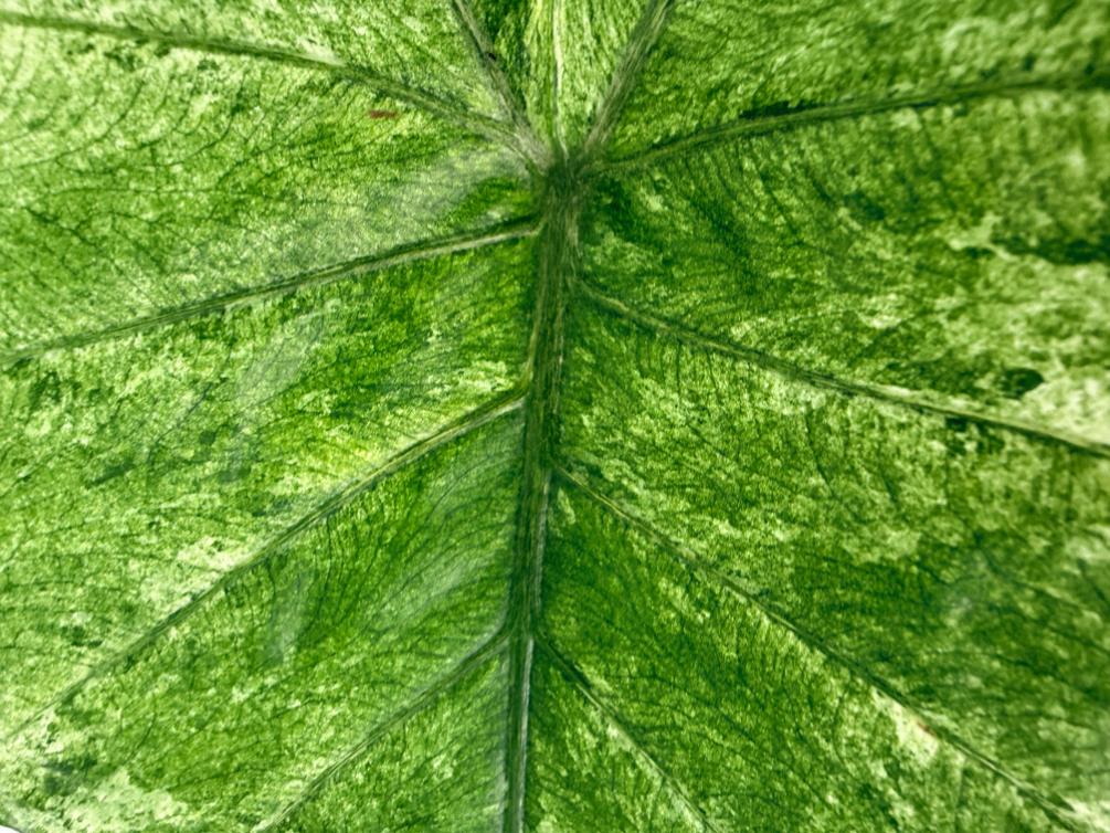 Alocasia Macrorrhiza Variegata