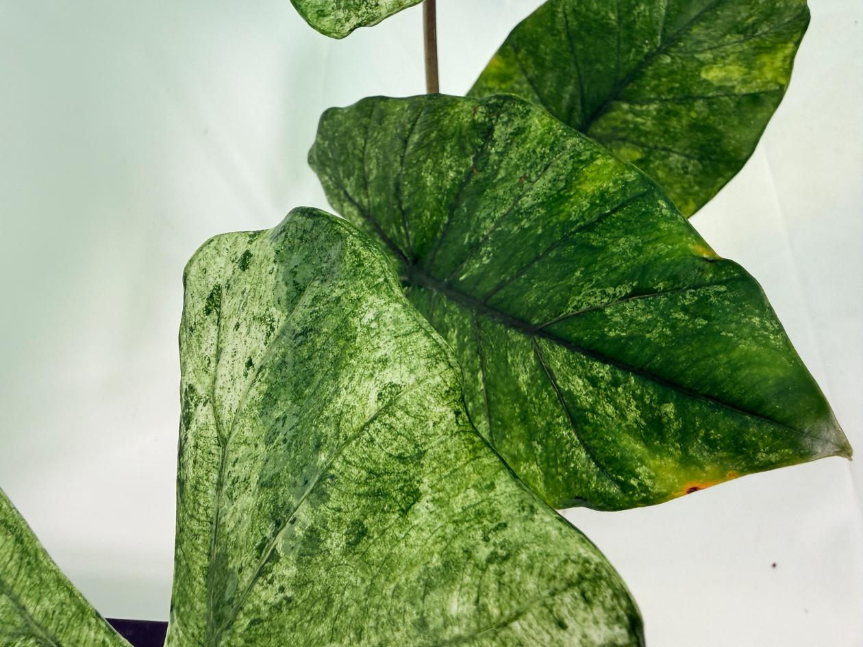 Alocasia Macrorrhiza Variegata