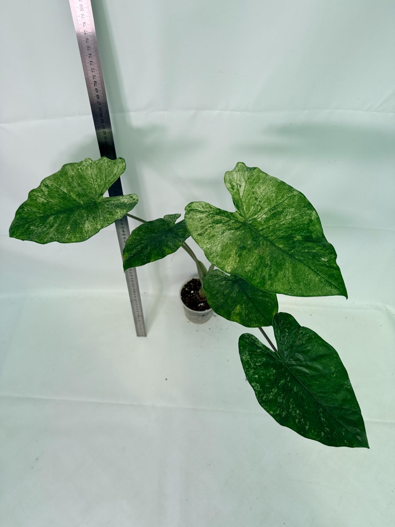 Alocasia Macrorrhiza Variegata