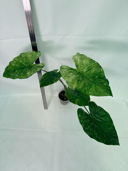 Alocasia Macrorrhiza Variegata