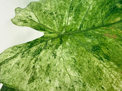 Alocasia Macrorrhiza Variegata