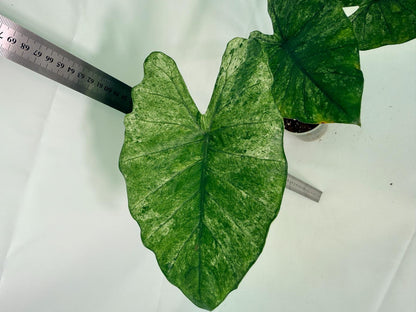 Alocasia Macrorrhiza Variegata