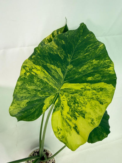 Alocasia Odora Variegata Aurea XL