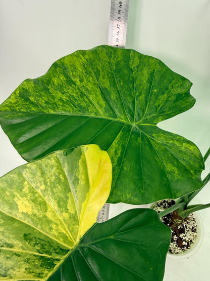 Alocasia Odora Variegata Aurea XL