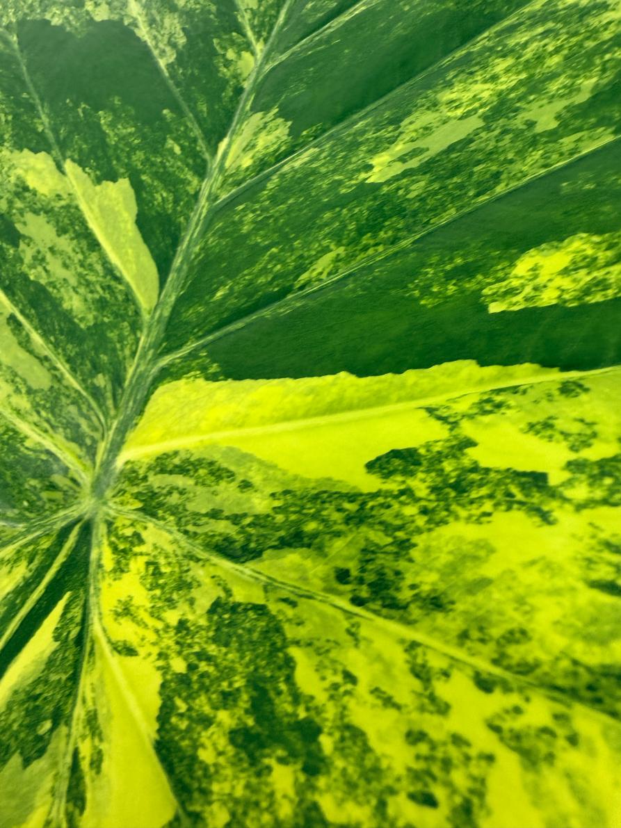 Alocasia Odora Variegata Aurea XL