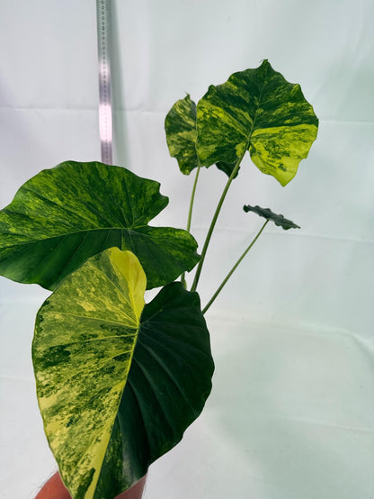 Alocasia Odora Variegata Aurea XL