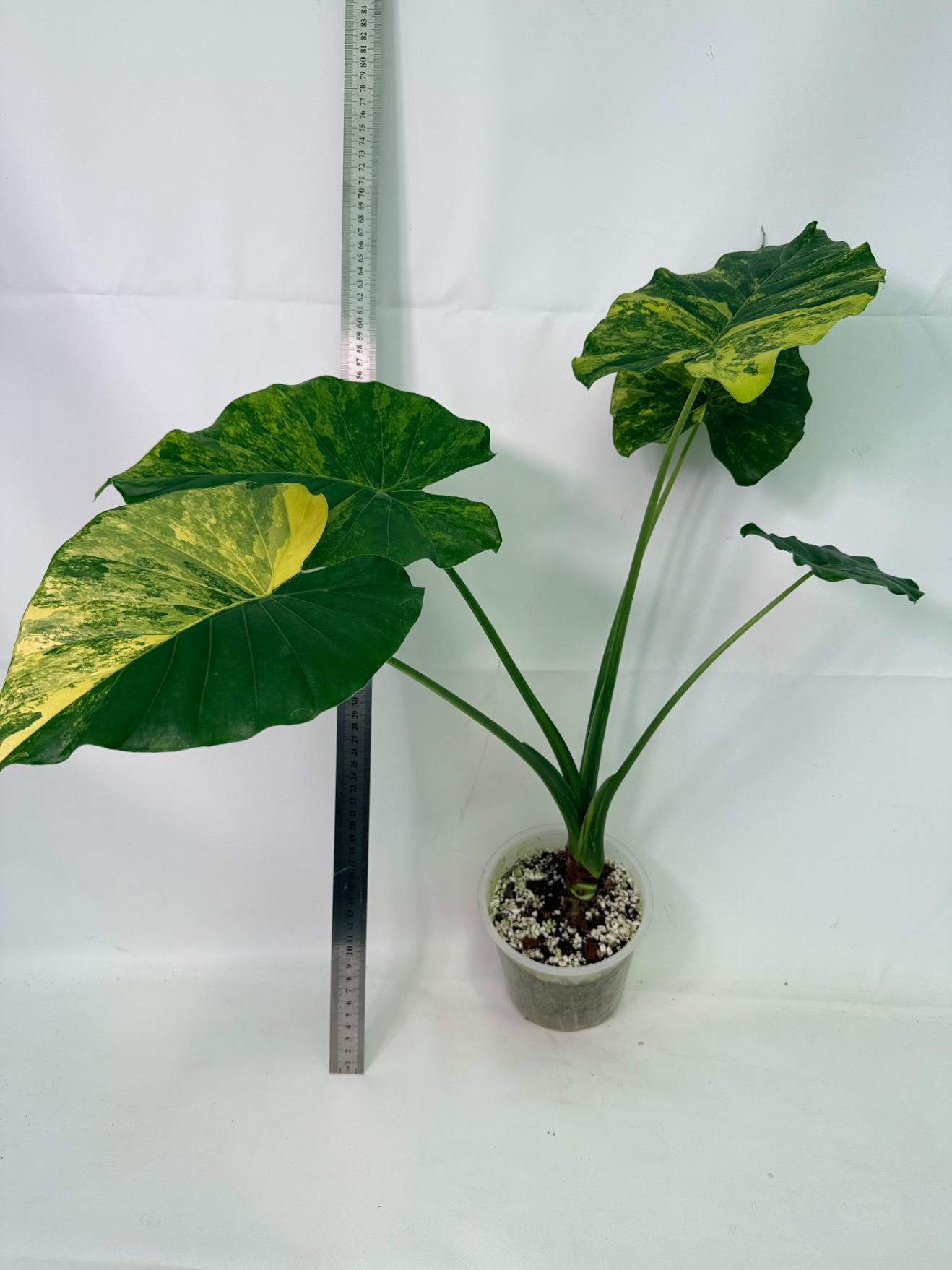 Alocasia Odora Variegata Aurea XL