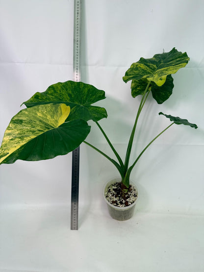 Alocasia Odora Variegata Aurea XL
