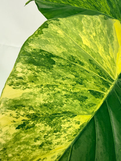 Alocasia Odora Variegata Aurea XL
