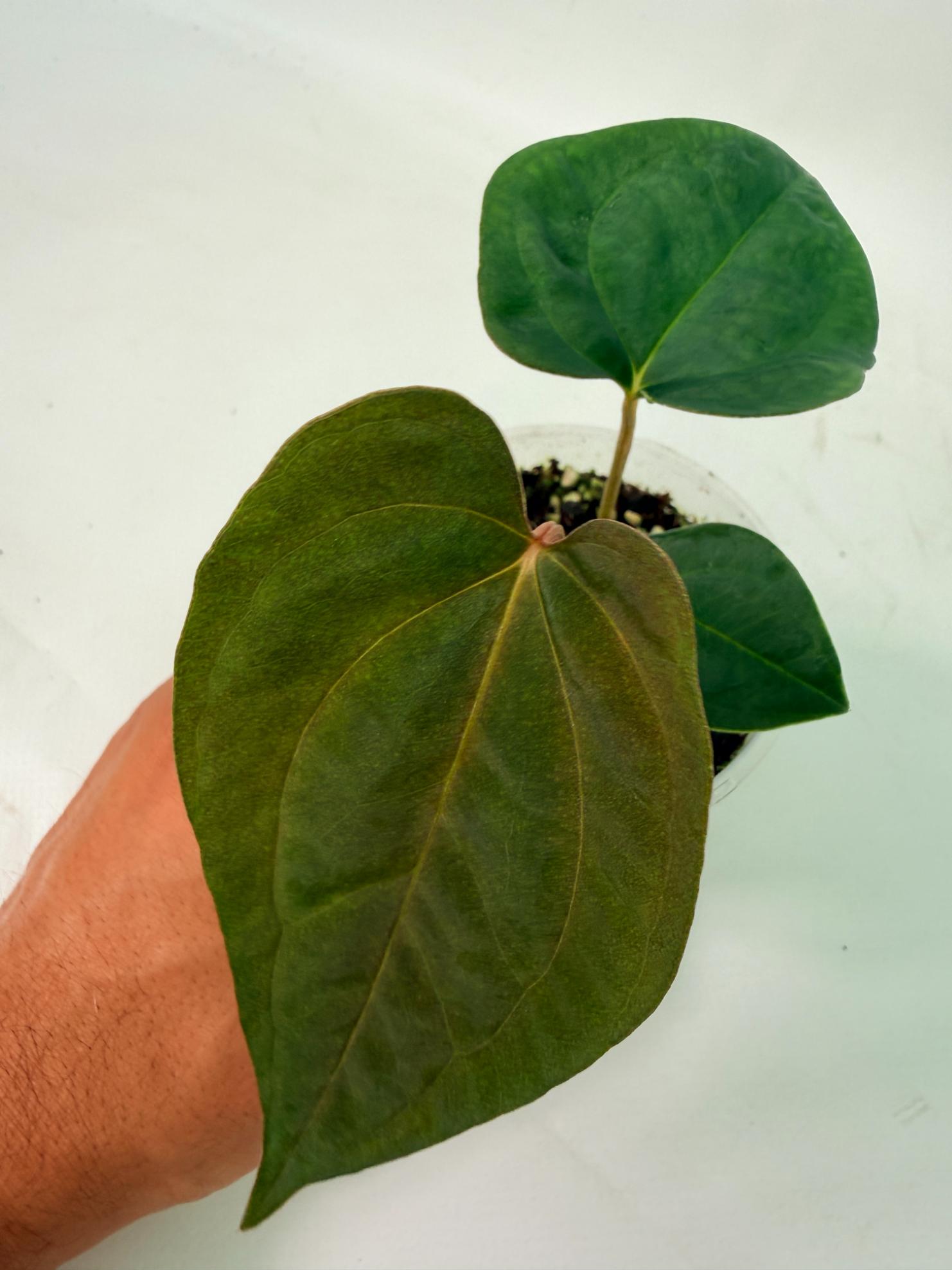 Anthurium Papillilaminum Guna Yana x Papillilaminum Fort Sherman x Dark Phoenix