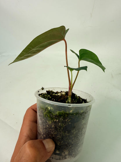 Anthurium Papillilaminum Guna Yana x Papillilaminum Fort Sherman x Dark Phoenix