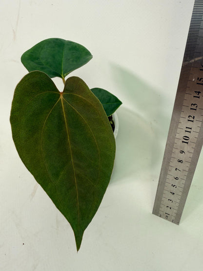 Anthurium Papillilaminum Guna Yana x Papillilaminum Fort Sherman x Dark Phoenix