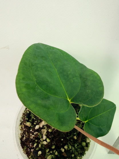 Anthurium Papillilaminum Guna Yana x Papillilaminum Fort Sherman x Dark Phoenix