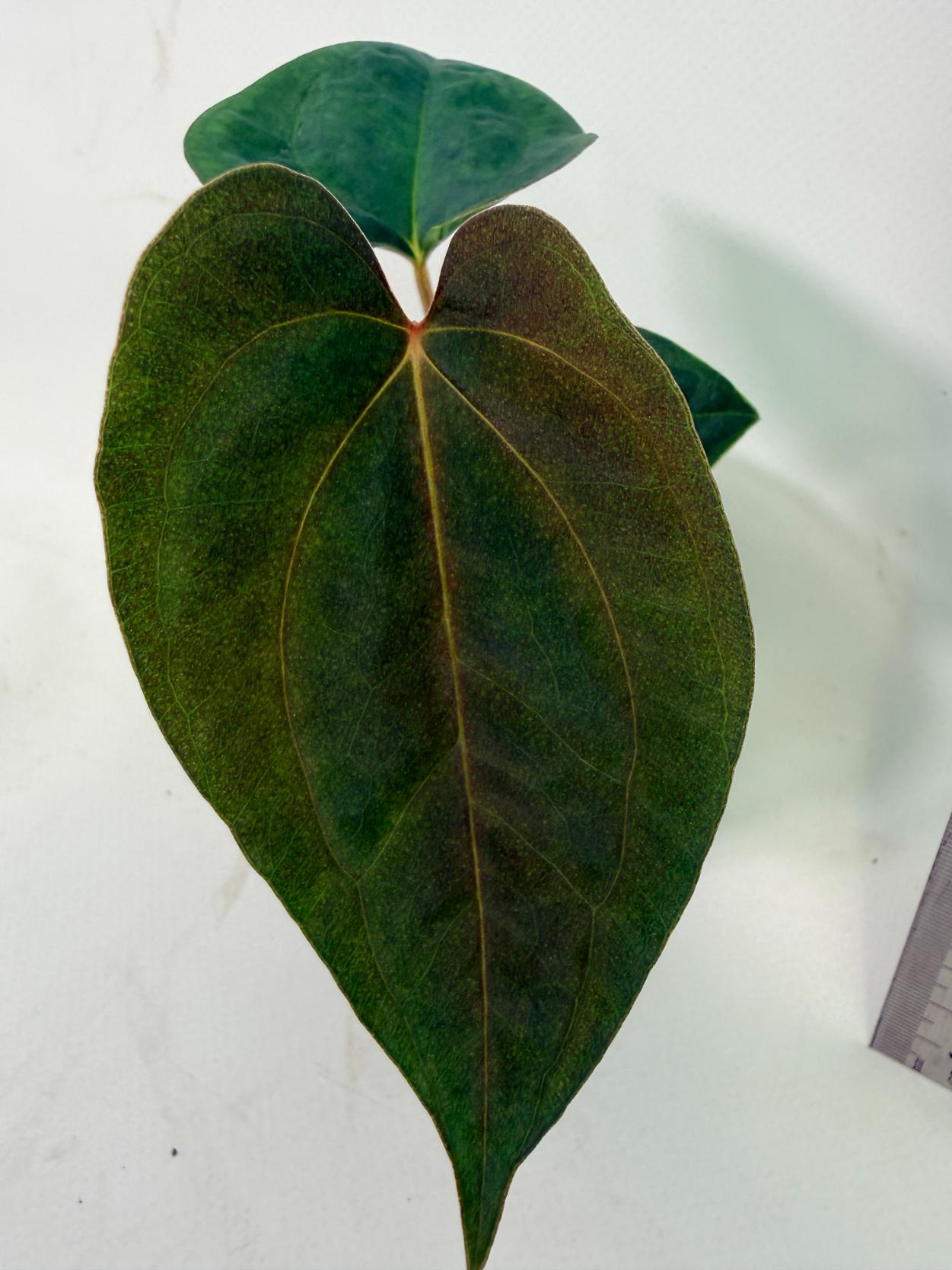 Anthurium Papillilaminum Guna Yana x Papillilaminum Fort Sherman x Dark Phoenix