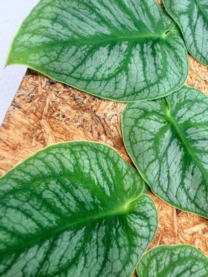 Monstera Dubia